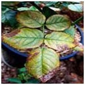 uploads/images/pest/Red spider mite rose.jpg